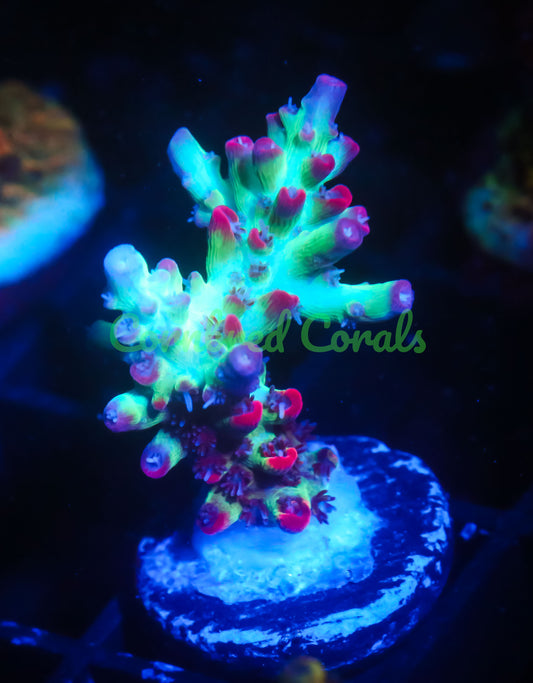 Cornbred's Atomic Fireball Acro - WYSIWYG