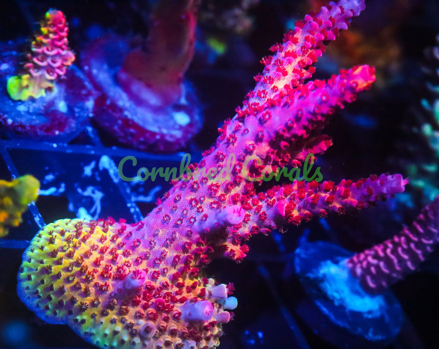 Cornbred's OMG Acro