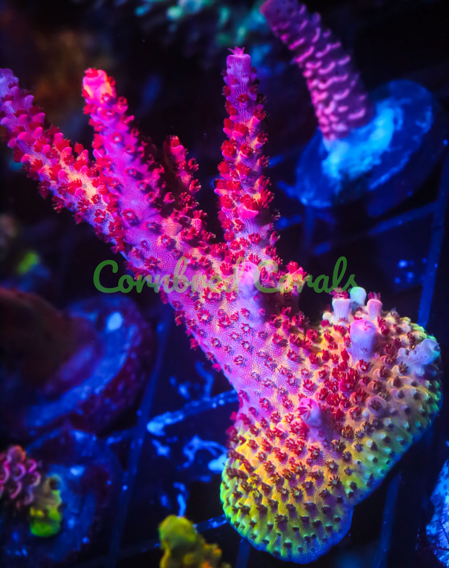 Cornbred's OMG Acro