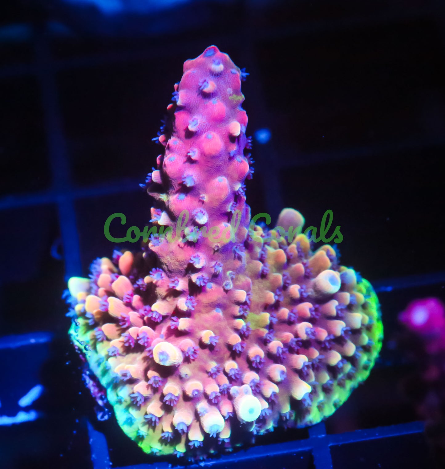 Cornbred Presents RR's Pink Cadillac Acro - WYSIWYG