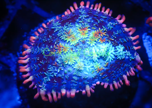 Cornbred's Frankie's Bride Bounce Mushroom - WYSIWYG