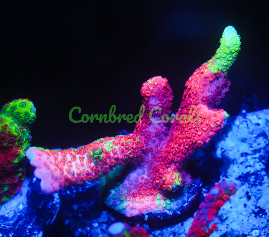 Cornbred's Tropical Grafted Digi - WYSIWYG