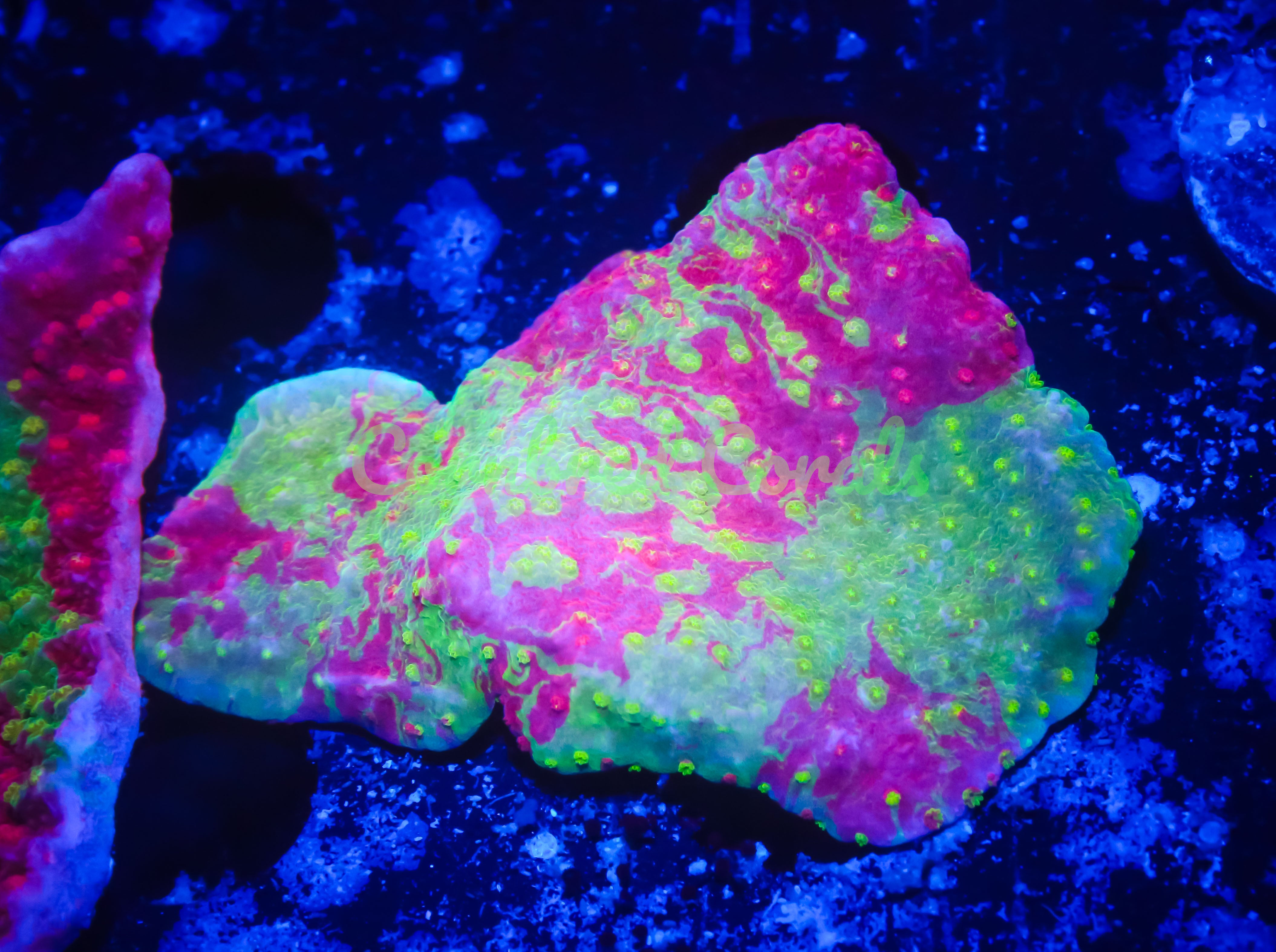 Cornbred's Toxic Grafted Monti Cap - WYSIWYG – Cornbred Corals