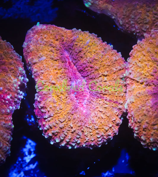 Cornbred's Iron Man Lobo - WYSIWYG