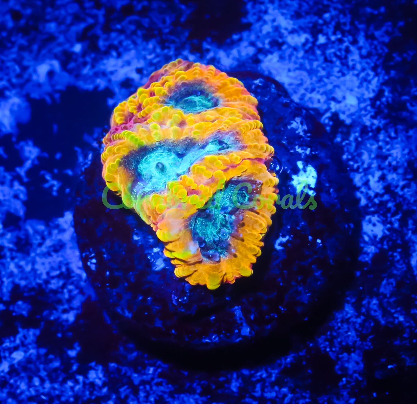 Cornbred Presents Cali Kid's Electric Daisy Favia - WYSIWYG