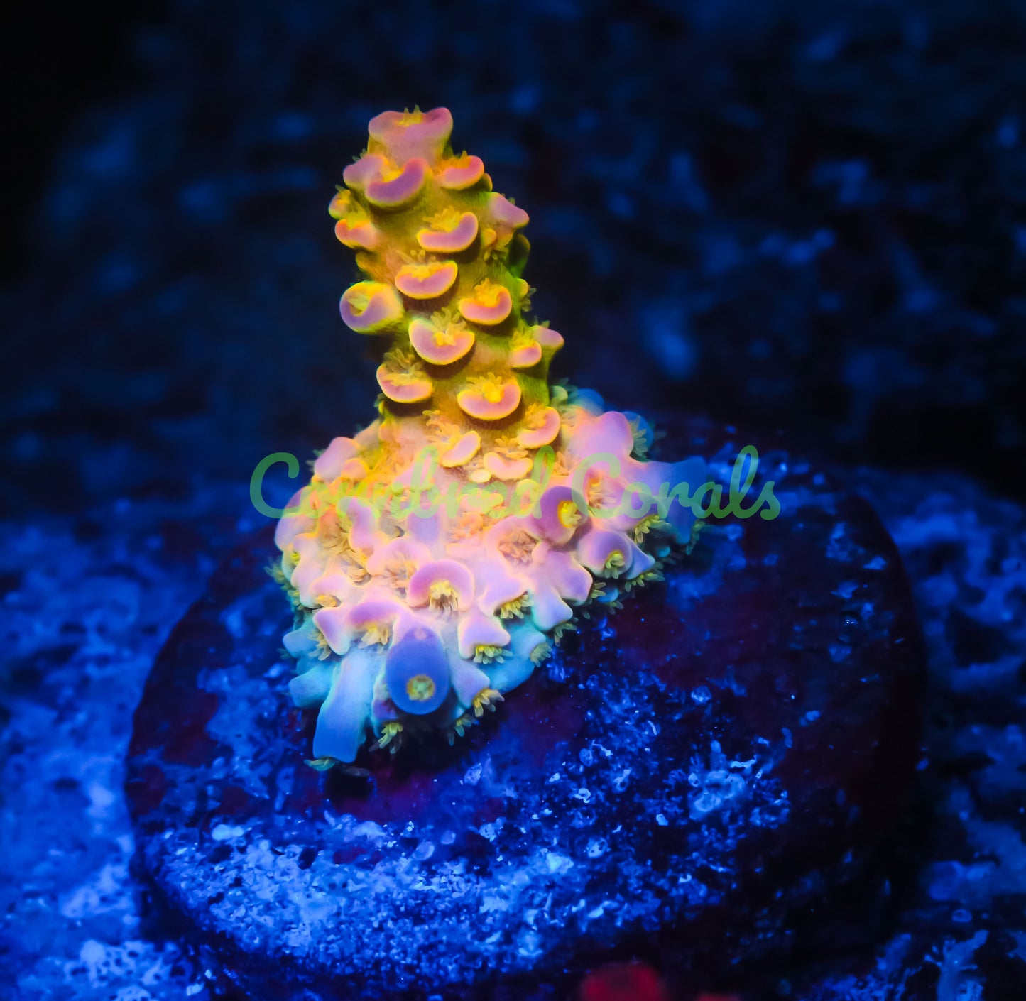 Cornbred's Walt D Acro - WYSIWYG