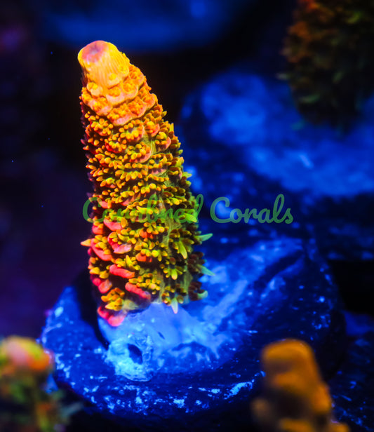 Cornbred Presents Jason Fox's Solar Flare Milli - WYSIWYG