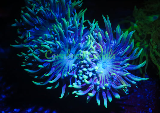 Cornbred's Blue Stripe Duncan