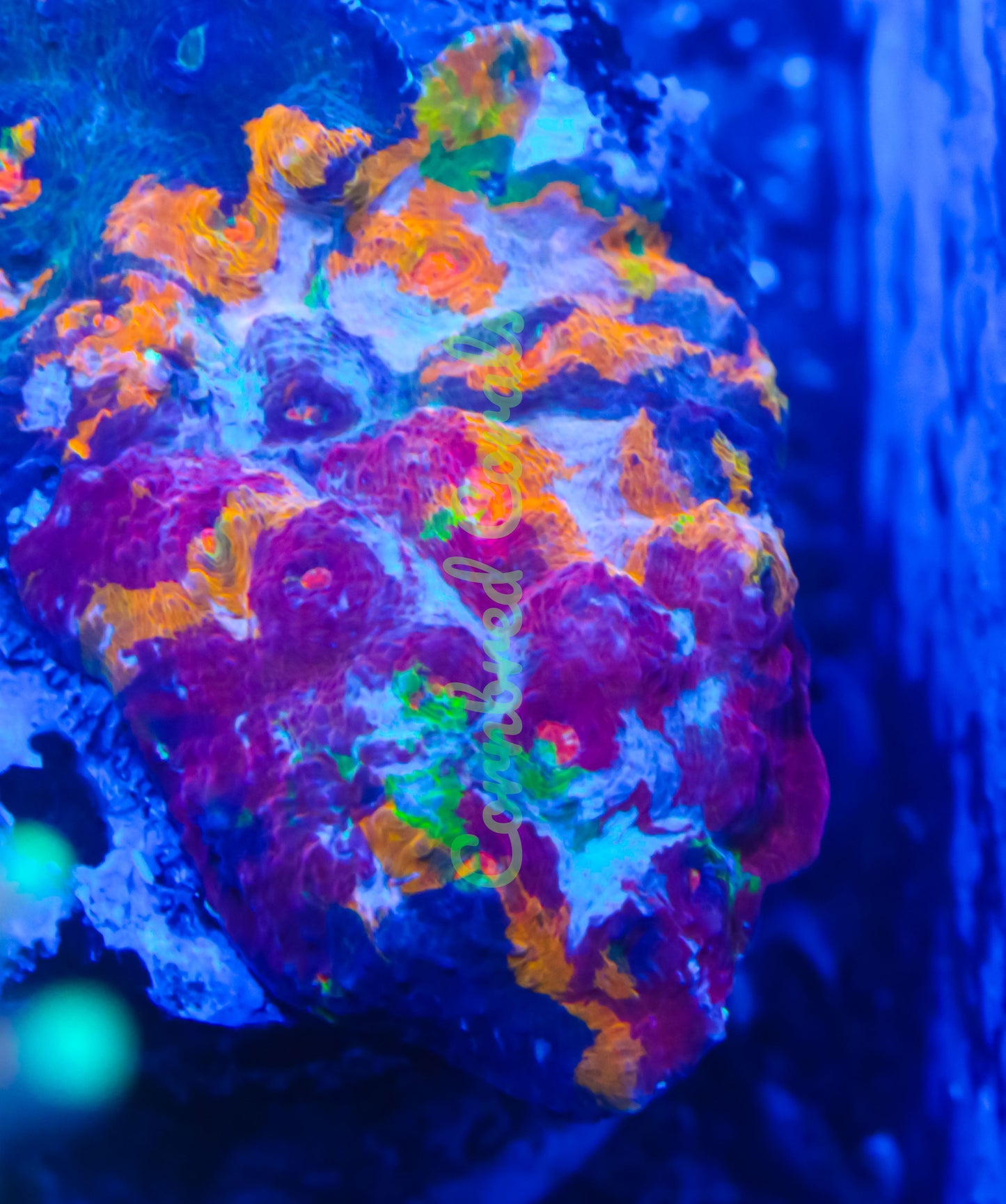 Cornbred's Bleeding Rainbows Chalice - Frag