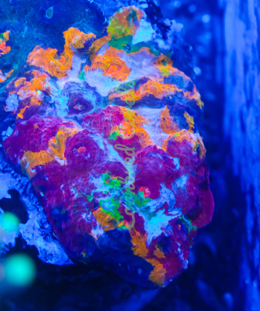 Cornbred's Bleeding Rainbows Chalice - Frag