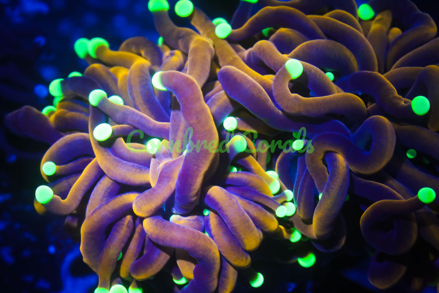 Cornbred's Dragon Ball Dreams Torch