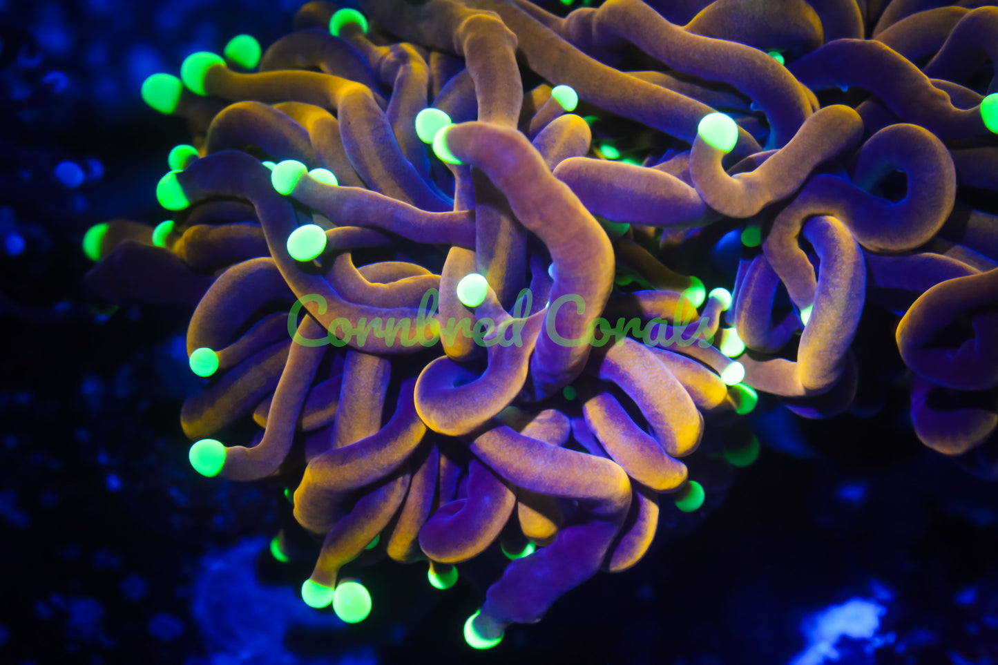 Cornbred's Dragon Ball Dreams Torch