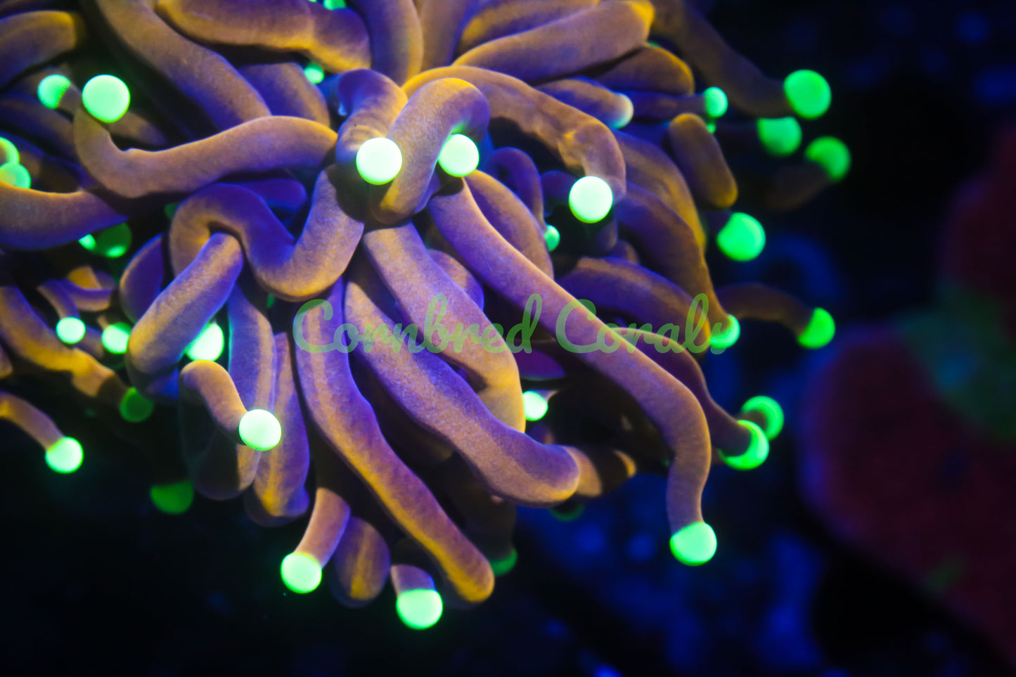 Cornbred's Dragon Ball Dreams Torch