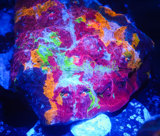 Cornbred's Bleeding Rainbow Chalice -WYSIWYG Frag