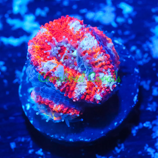 Cornbred's Ultimate Panther Chameleon Acan - WYSIWYG
