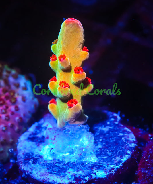 Cornbred's Budgie Smuggler Acro - WYSIWYG