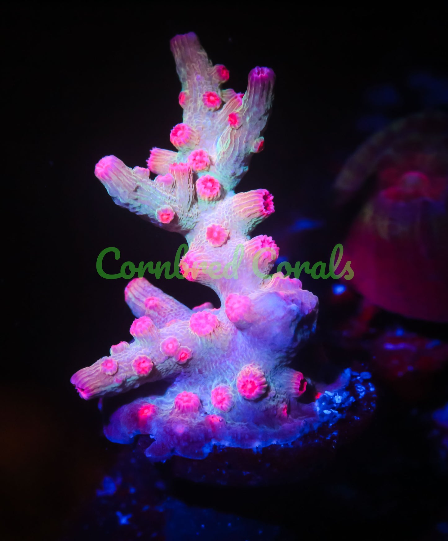 Cornbred's Branching Bleeding Rainbow Cyphastrea - WYSIWYG