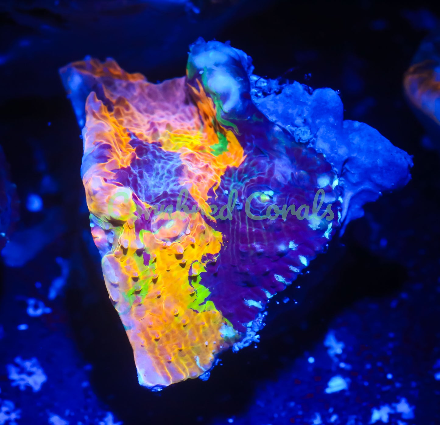 Cornbred's Bleeding Rainbow Chalice - WYSIWYG