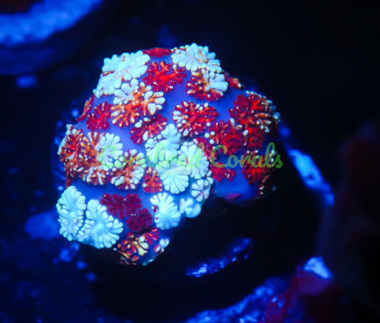 Cornbred's Inferno Rainbow Pin Cushion Mushroom - WYSIWYG