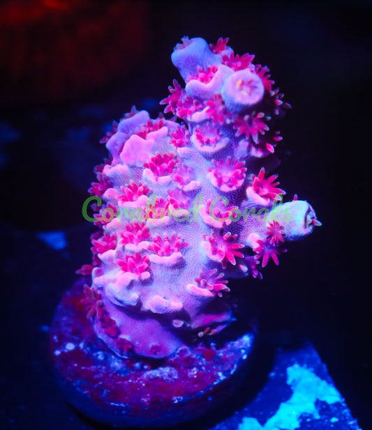 Cornbred's Magic Stick Acro - WYSIWYG