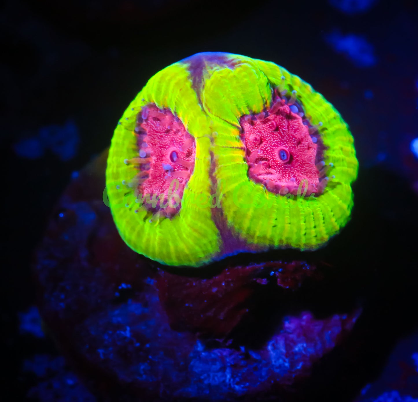 Cornbred's Bubble Yum Maze Brain - WYSIWYG