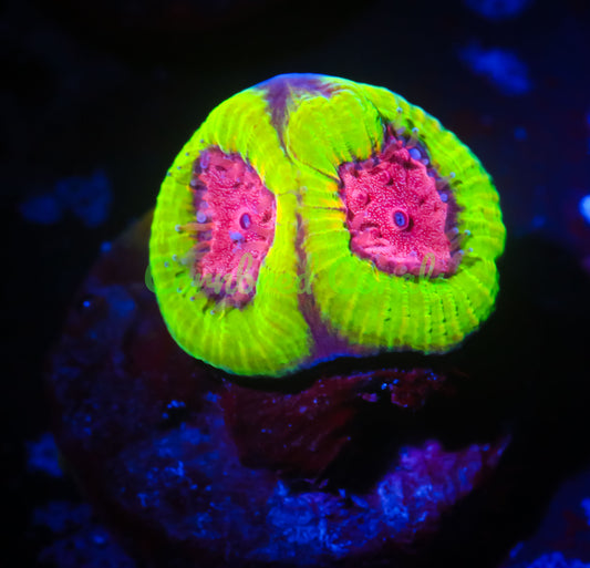 Cornbred's Bubble Yum Maze Brain - WYSIWYG