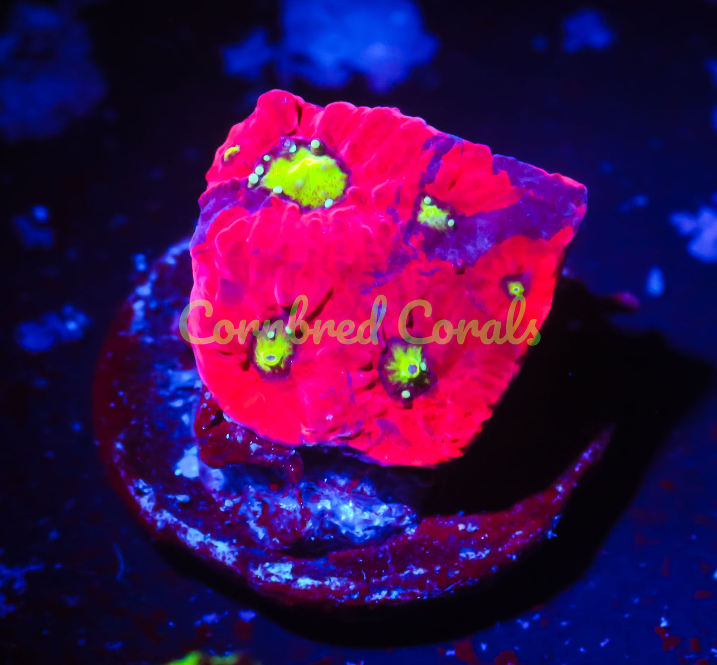 Cornbred's War of the Worlds Favia - WYSIWYG