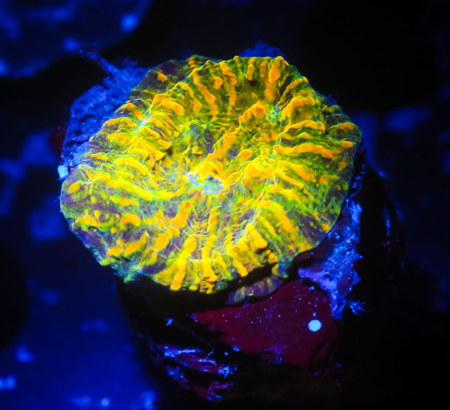 Cornbred Presents WWC's Stellaria Chalice - WYSIWYG