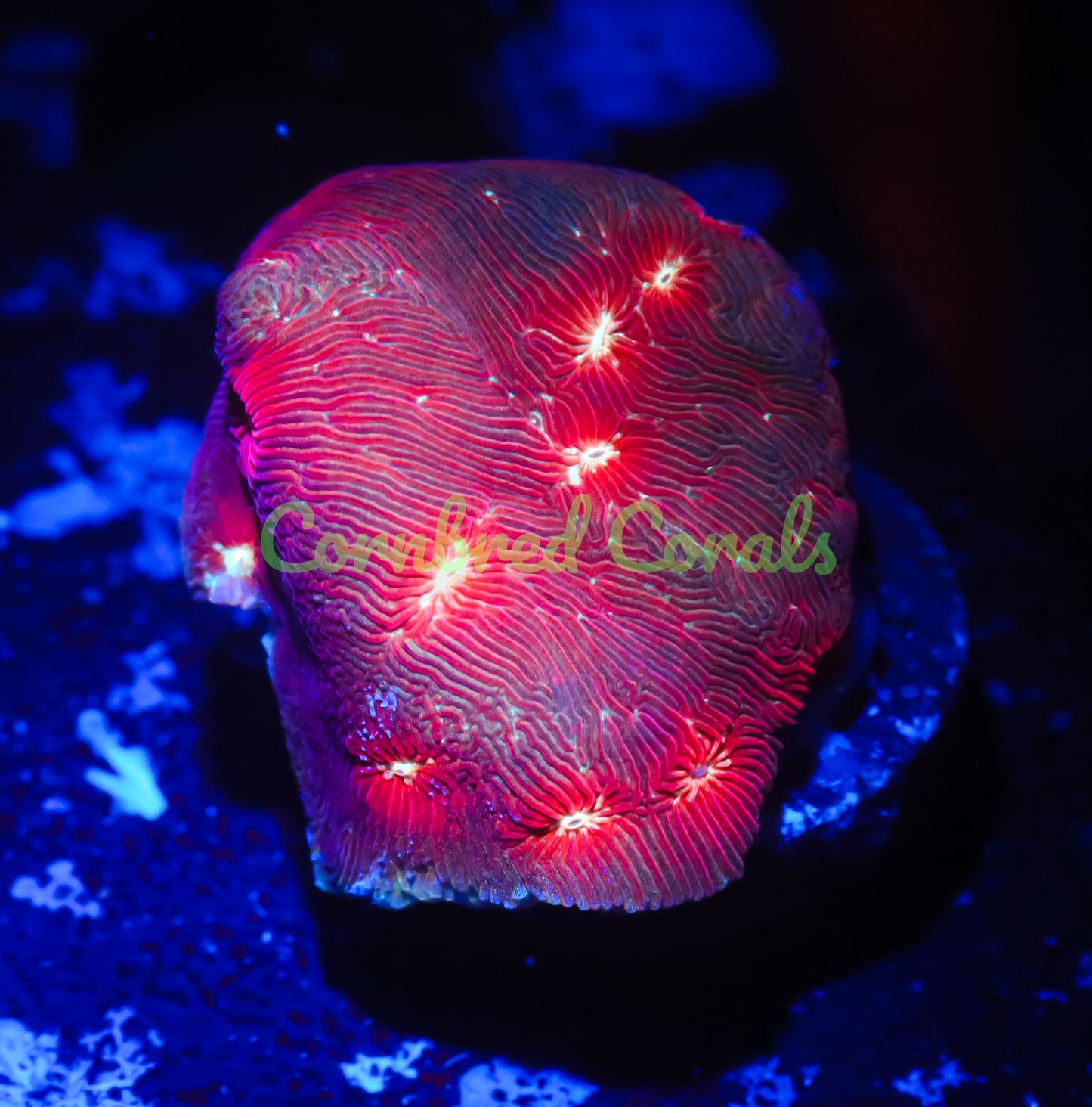 Cornbred's Raging Dragon Lepto - WYSIWYG