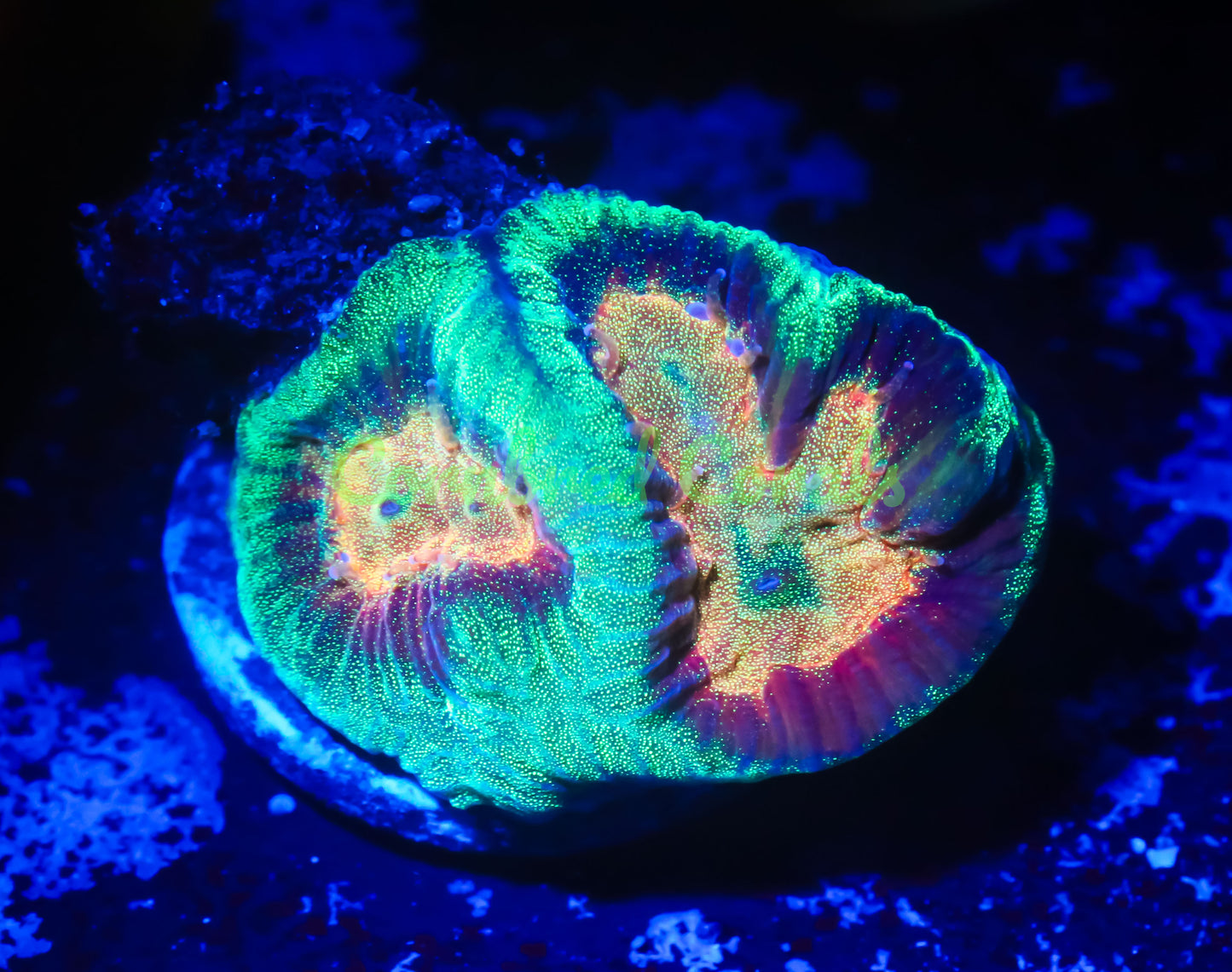 Cornbred's Flaming Maze Brain - WYSIWYG