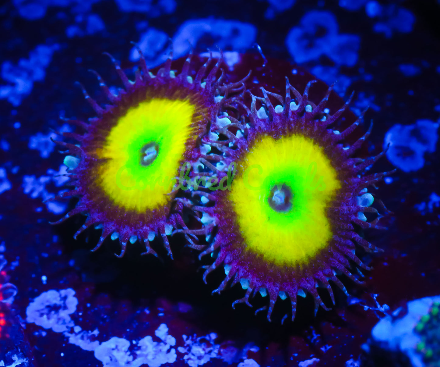 Cornbred's Citrus Cooler Palys - WYSIWYG