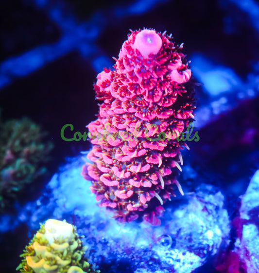 Cornbred's Really Really Orange Milli - WYSIWYG