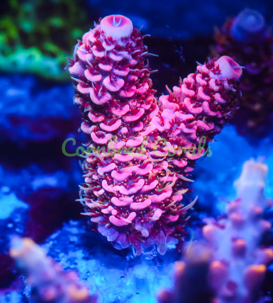 Cornbred's Really Really Orange Milli - WYSIWYG