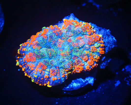 Cornbred's Rasta Starburst Mushroom - WYSIWYG