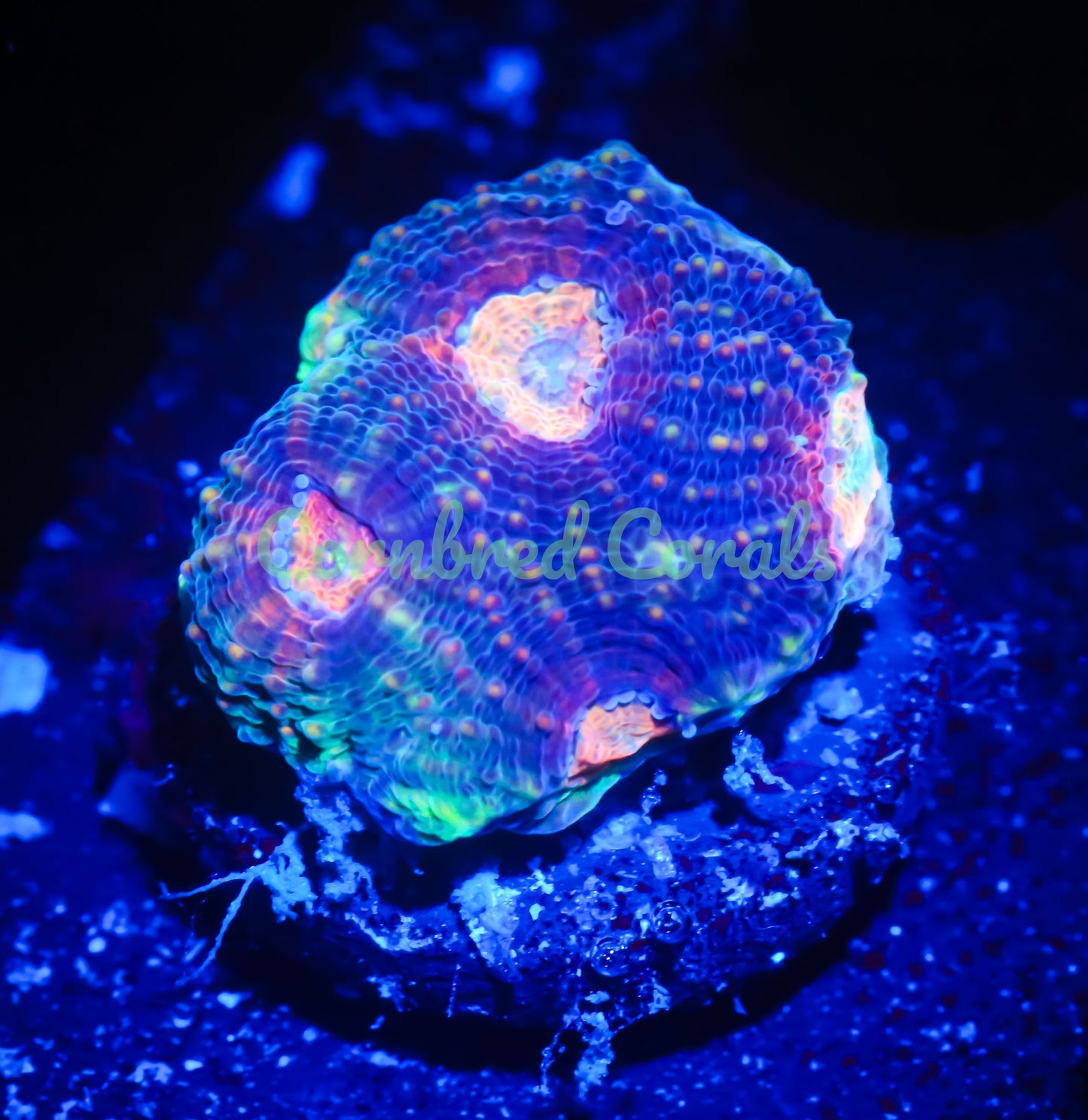 Cornbred's Master Rainbow Echinata - WYSIWYG
