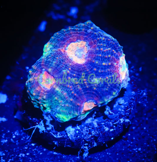 Cornbred's Master Rainbow Echinata - WYSIWYG