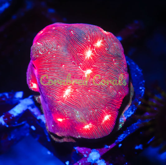 Cornbred's Raging Dragon Lepto - WYSIWYG