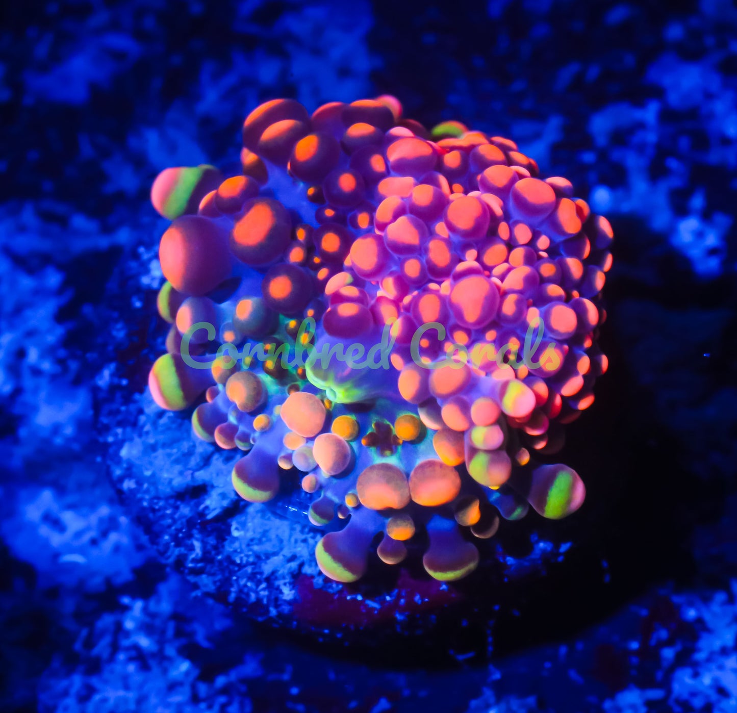 Cornbred's Doughboy Bean Bag Bounce Mushroom - WYSIWYG