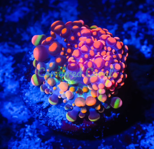 Cornbred's Doughboy Bean Bag Bounce Mushroom - WYSIWYG