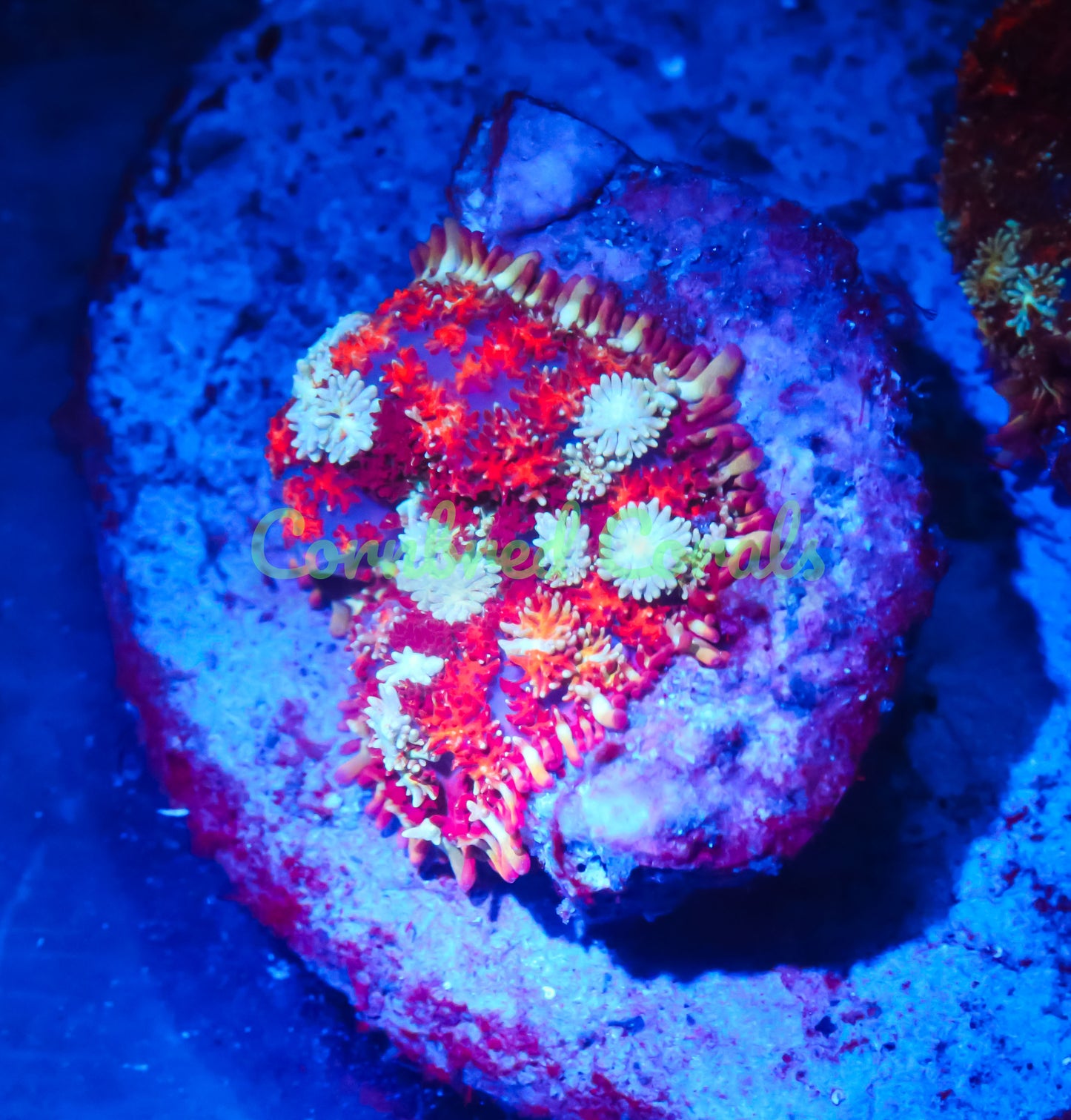 Cornbred's Inferno Rainbow Pin Cushion Mushroom - WYSIWYG