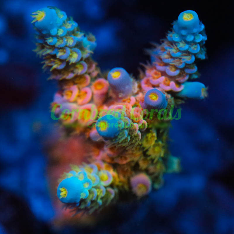 Cornbred's Walt D Acro - WYSIWYG