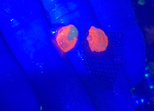 Cornbred's Candy Crush Mushroom - WYSIWYG - plus Rainbow Starburst