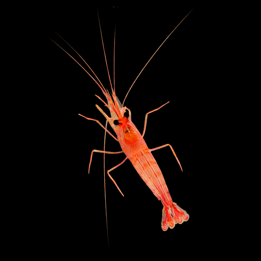 Peppermint Shrimp