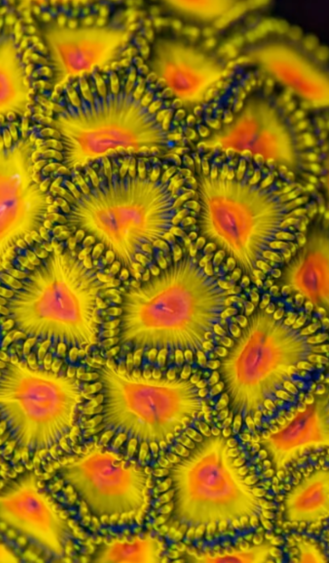 Cornbred Presents WWC Golden Godz Zoas
