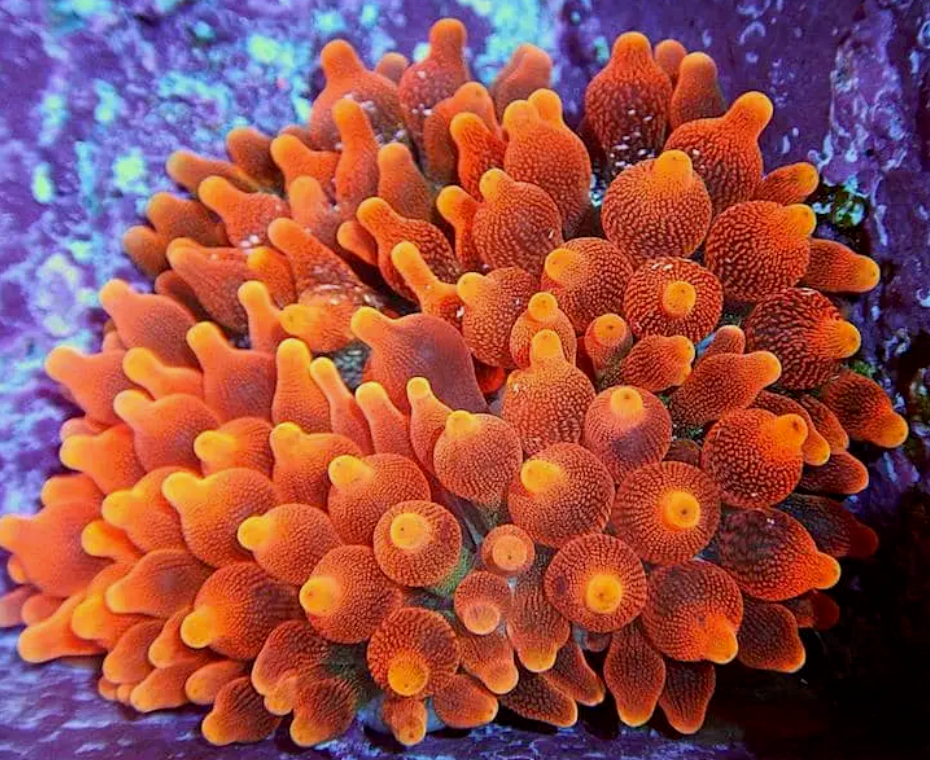 Cornbred's Flamethrower BTA Nem Anemone