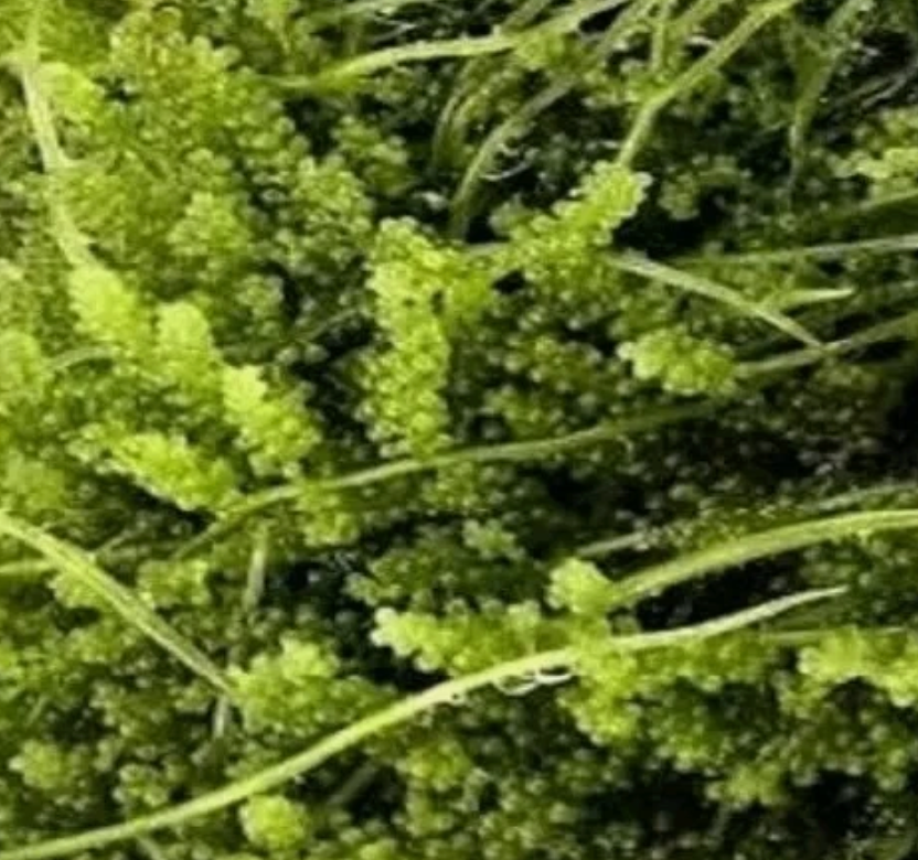 Cornbred’s Grape Caulerpa  Macro Algae