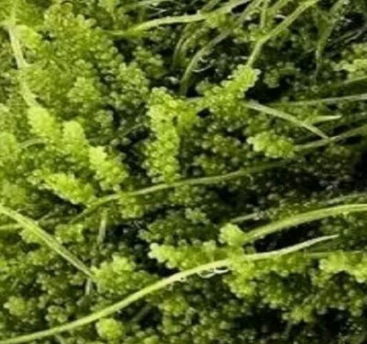Cornbred’s Grape Caulerpa  Macro Algae