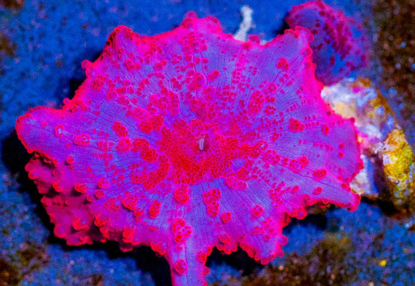 Cornbred's Ultimate Pink Discosoma Mushroom