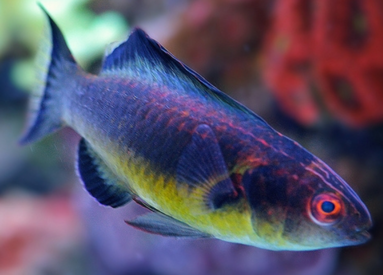 Brunneus Fair Wrasse Male