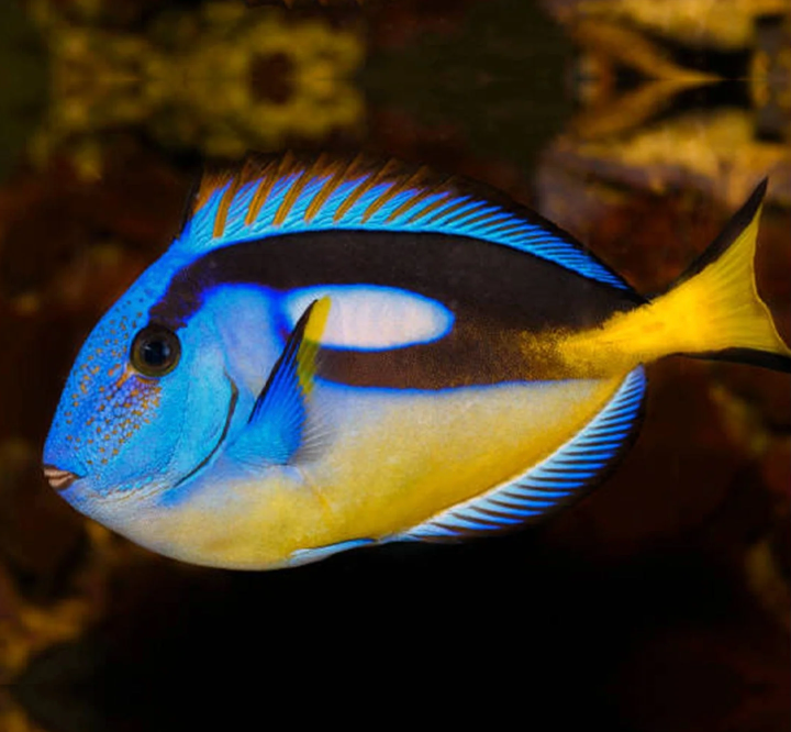 Blue Hippo Yellow Belly Tang